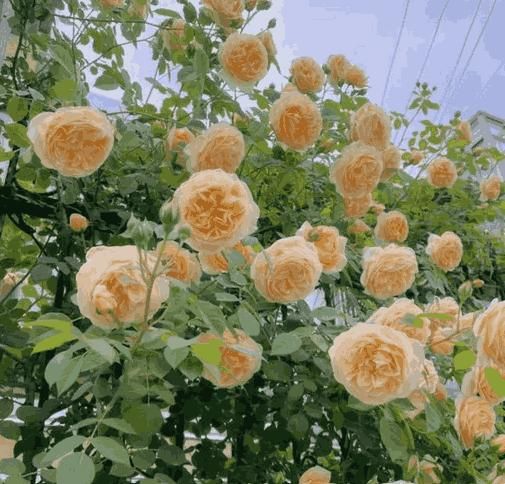 Buy Elegant Climbing Rose Flower Seeds – 60 High-Quality Seeds for Home Garden