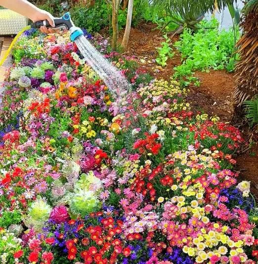 Explore 100 Varieties of Flower Seeds – Colorful Bloom Mix for Home Gardens