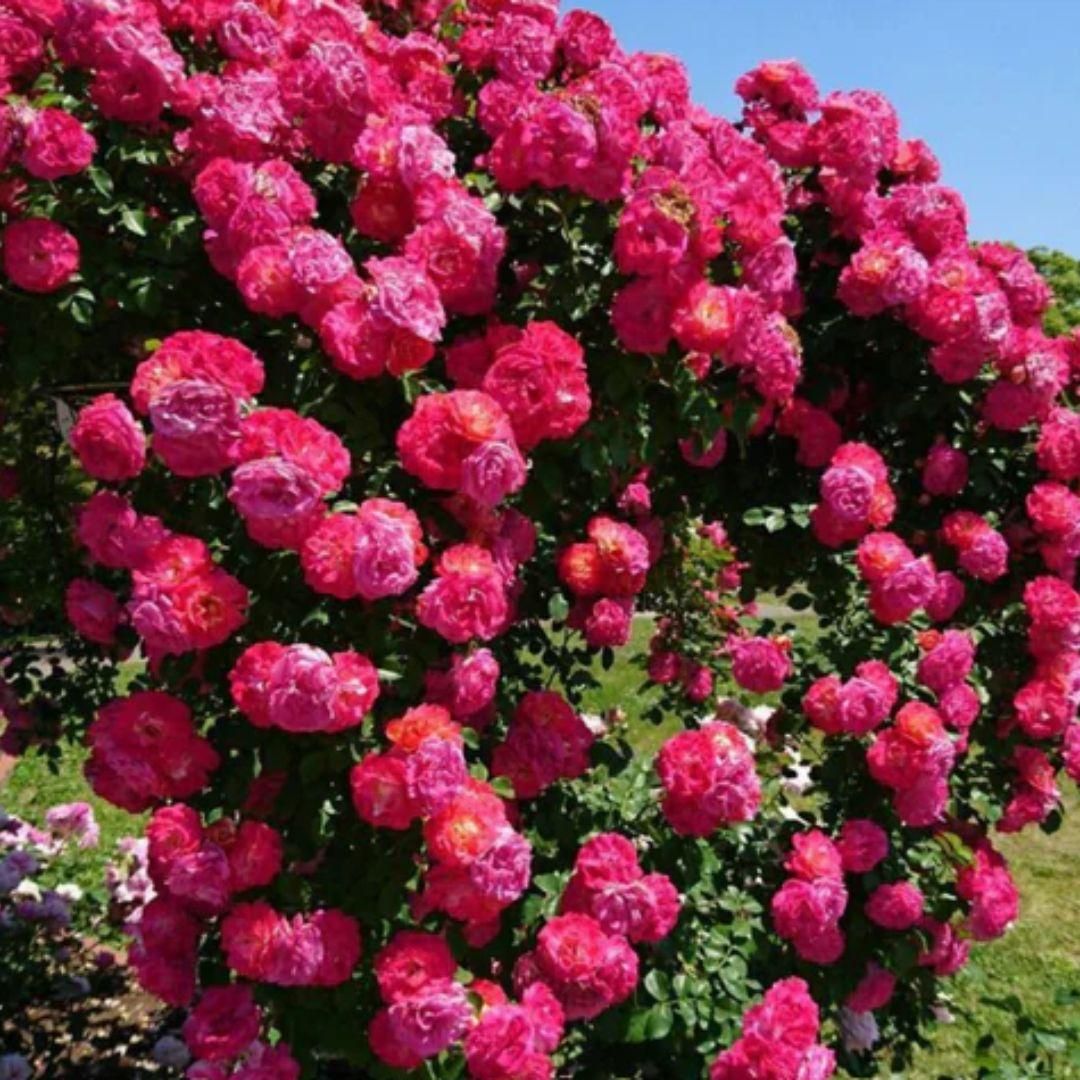 Buy Elegant Climbing Rose Flower Seeds – 60 High-Quality Seeds for Home Garden