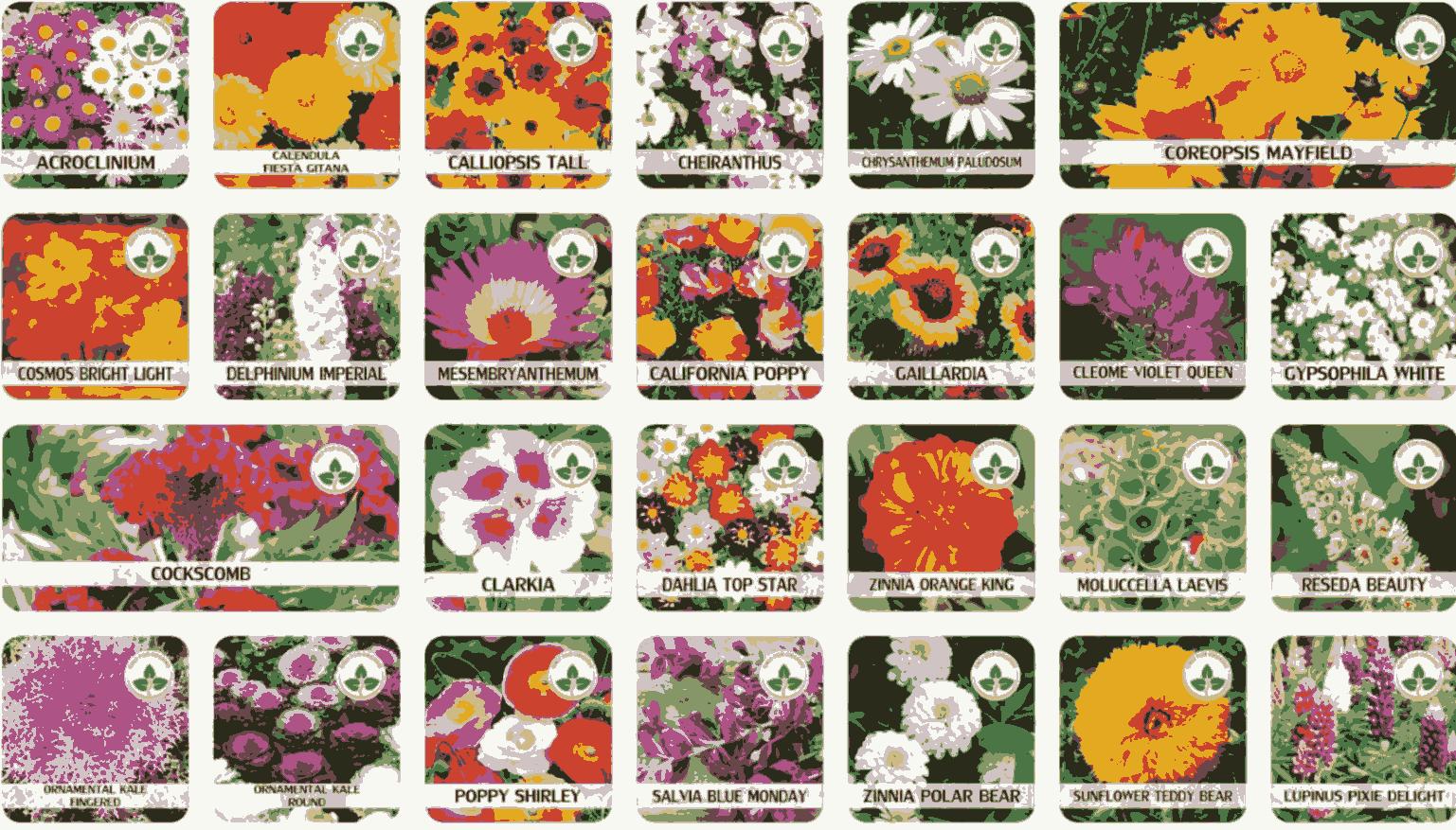 Explore 100 Varieties of Flower Seeds – Colorful Bloom Mix for Home Gardens